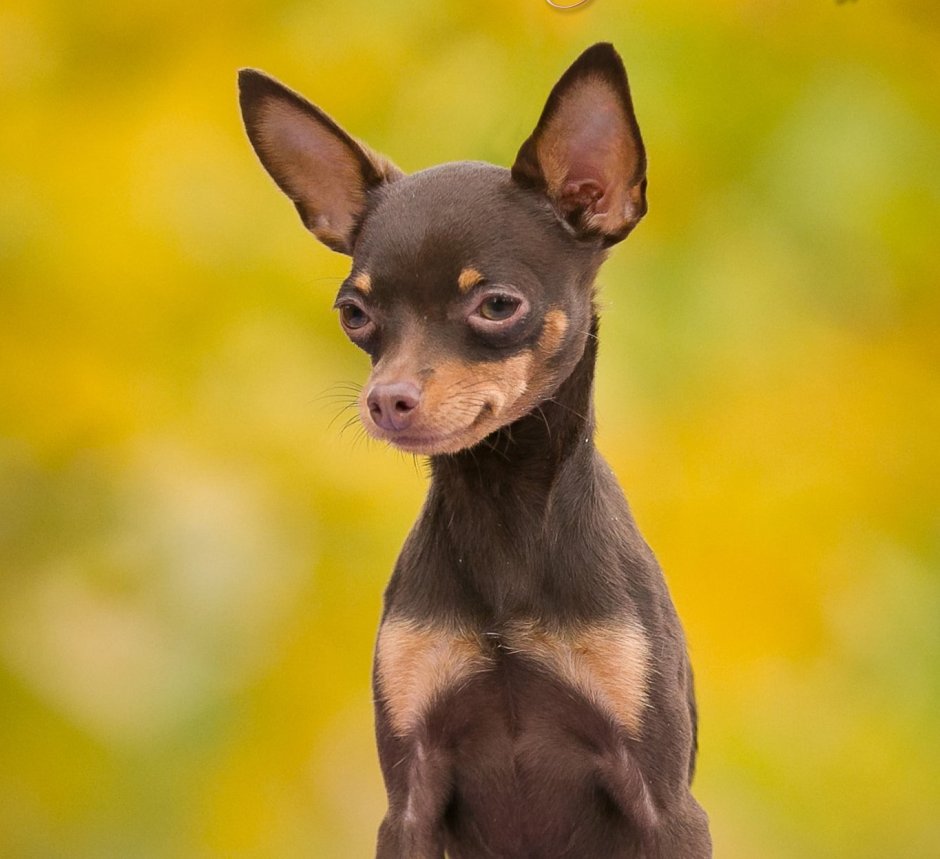 Собака Джек Рассел терьер