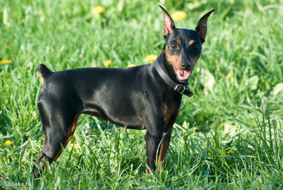 Карликовый пинчер