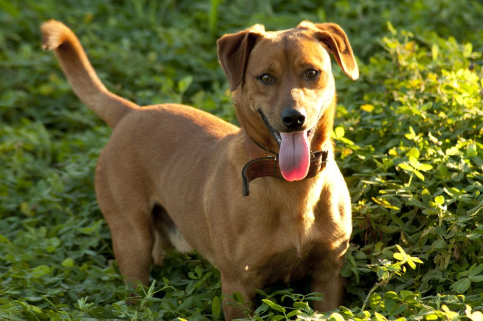 Щенки гладкошерстной таксы