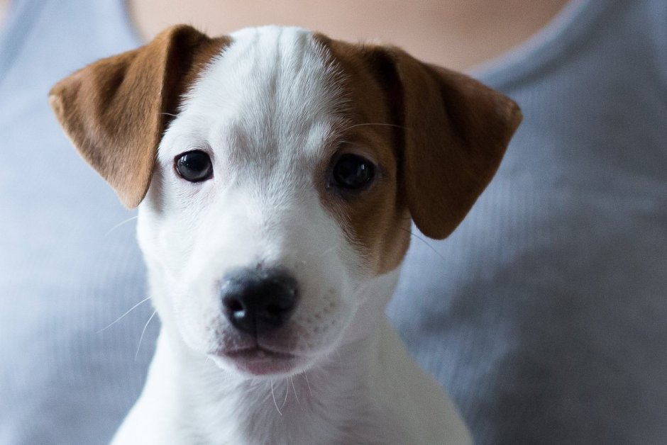 Гладкошерстный шоколадный немецкий пинчер