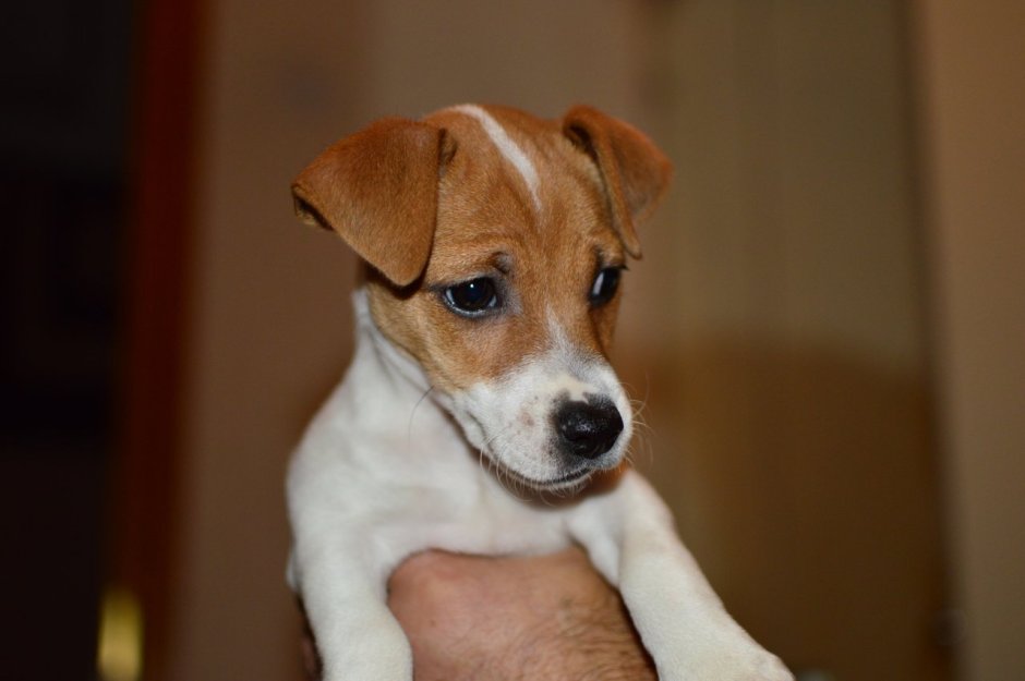 Бигль гладкошерстный