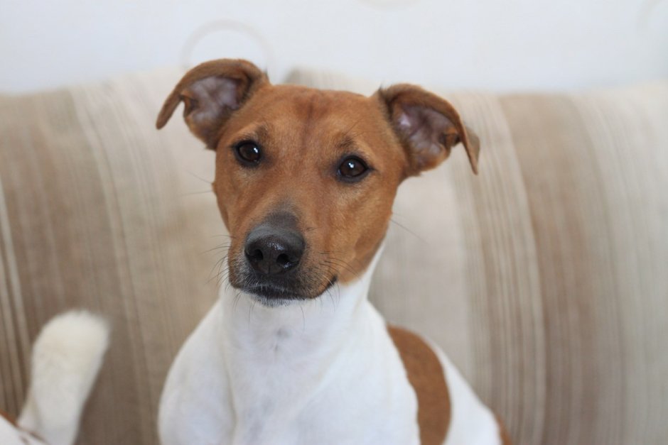 Фокстерьер альбинос