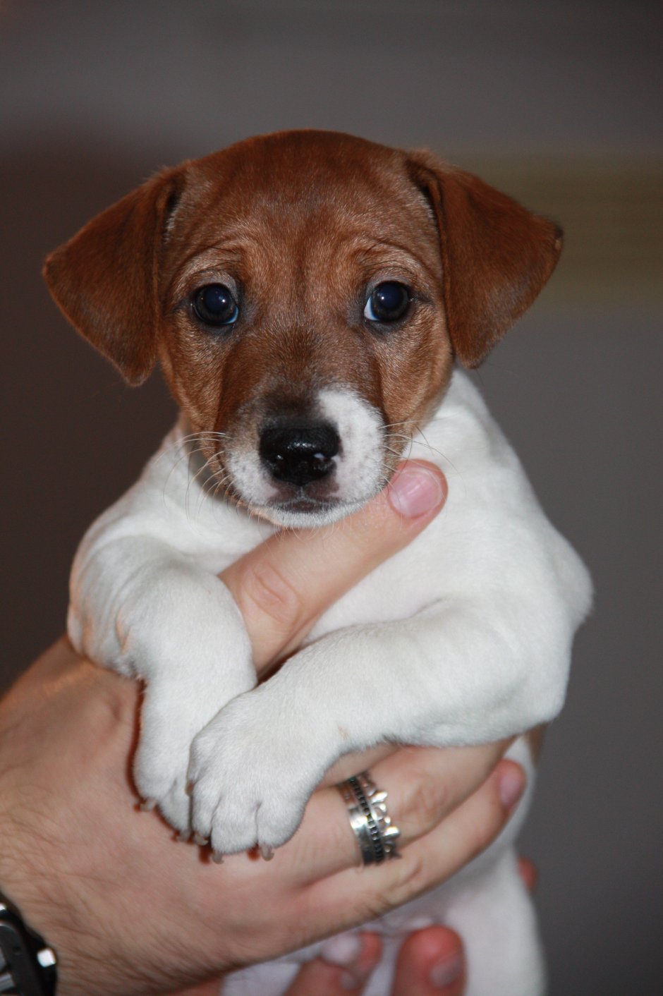 Австралийский короткошерстный пинчер