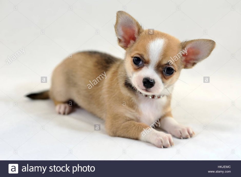 Немецкий Ягдтерьер