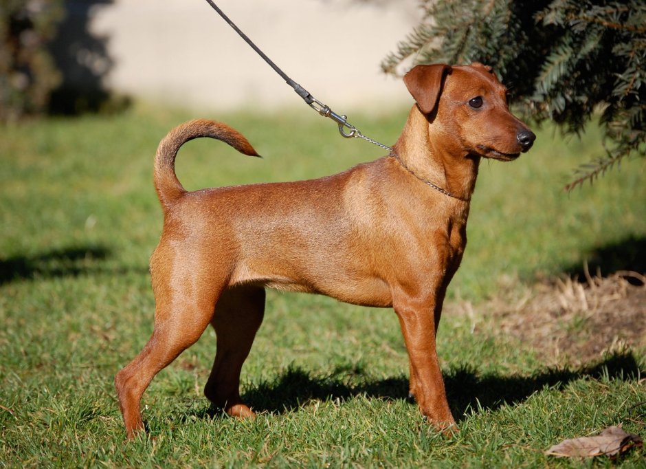 Джек рассе Фокс терьер