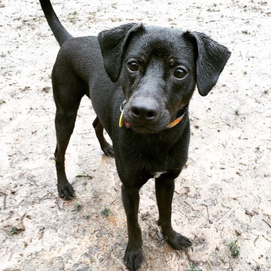 Джек Рассел гладкошерстный