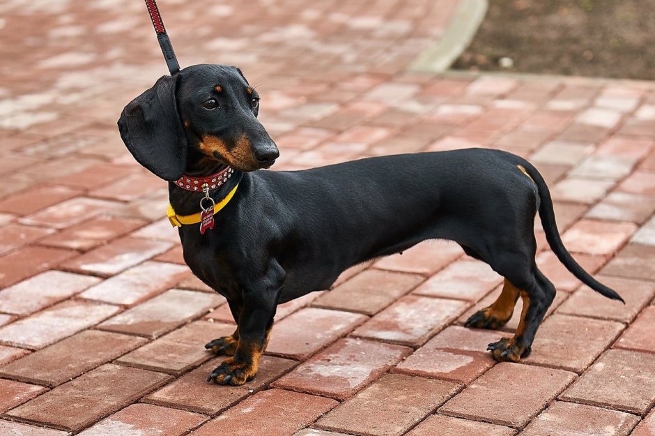 Пинчер карликовый гладкошерстный