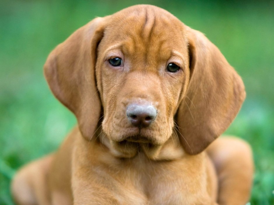 Чихуахуа гладкошерстные