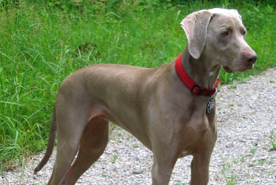 Чивини порода собак