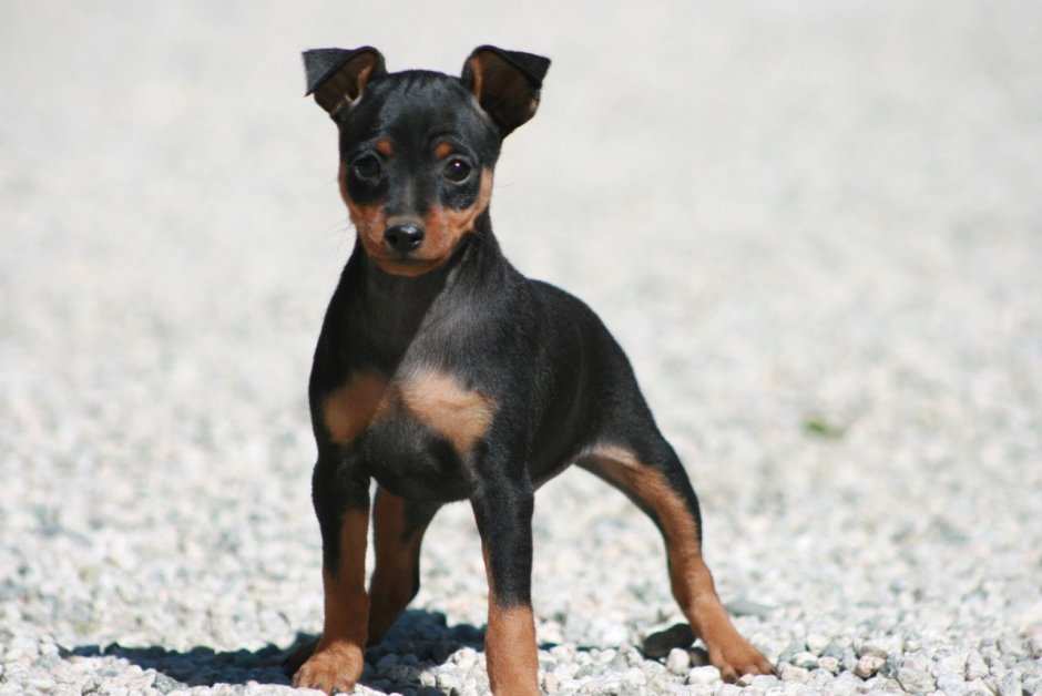 Чихуа чихуахуа серая