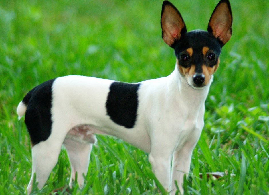 Чихуахуа палевый гладкошерстный