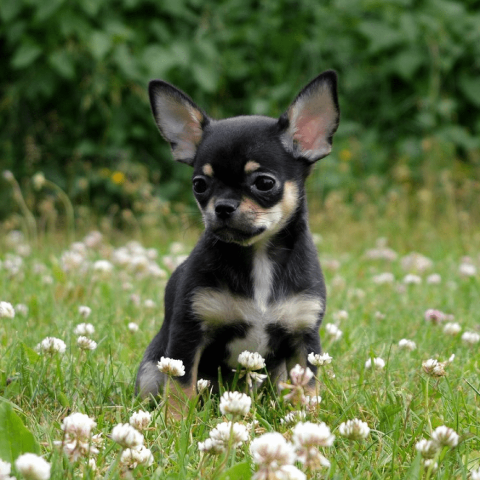 Собака Рузвельта порода