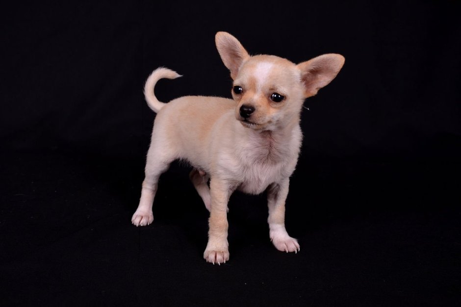 Пинчер терьер карликовый