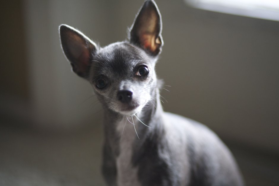 Цвергпинчер терьер рыжий