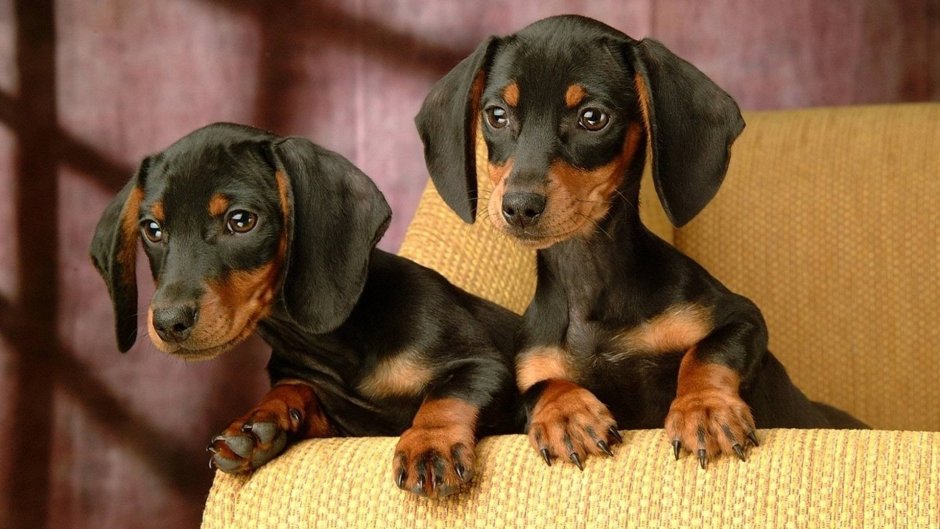 Паттердейл-терьер щенки