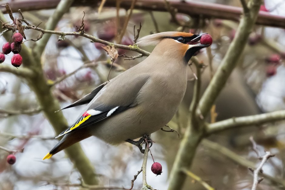 Cedar Waxwing птица