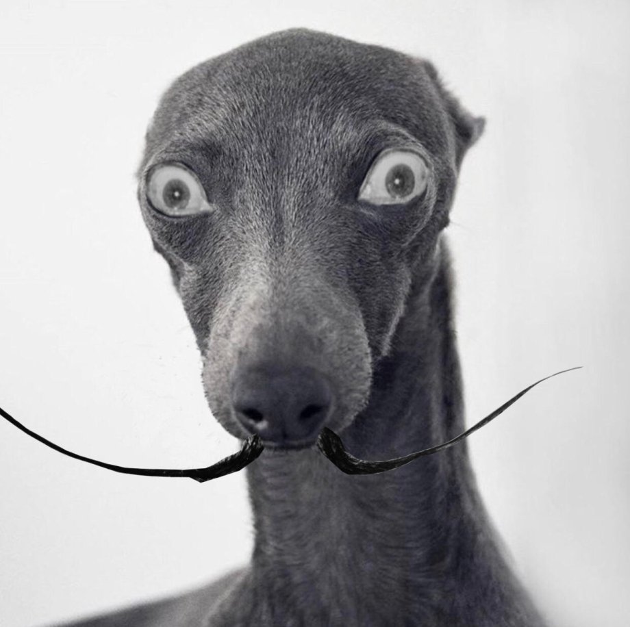 Вест Уайт шнауцер терьер