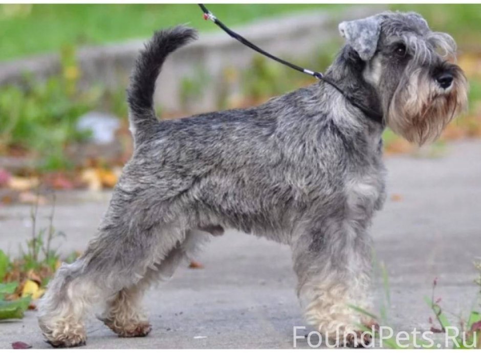 Собака с бакенбардами