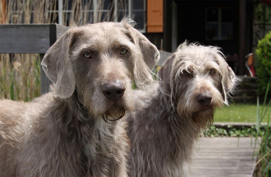 Словацкий жесткошерстный Пойнтер