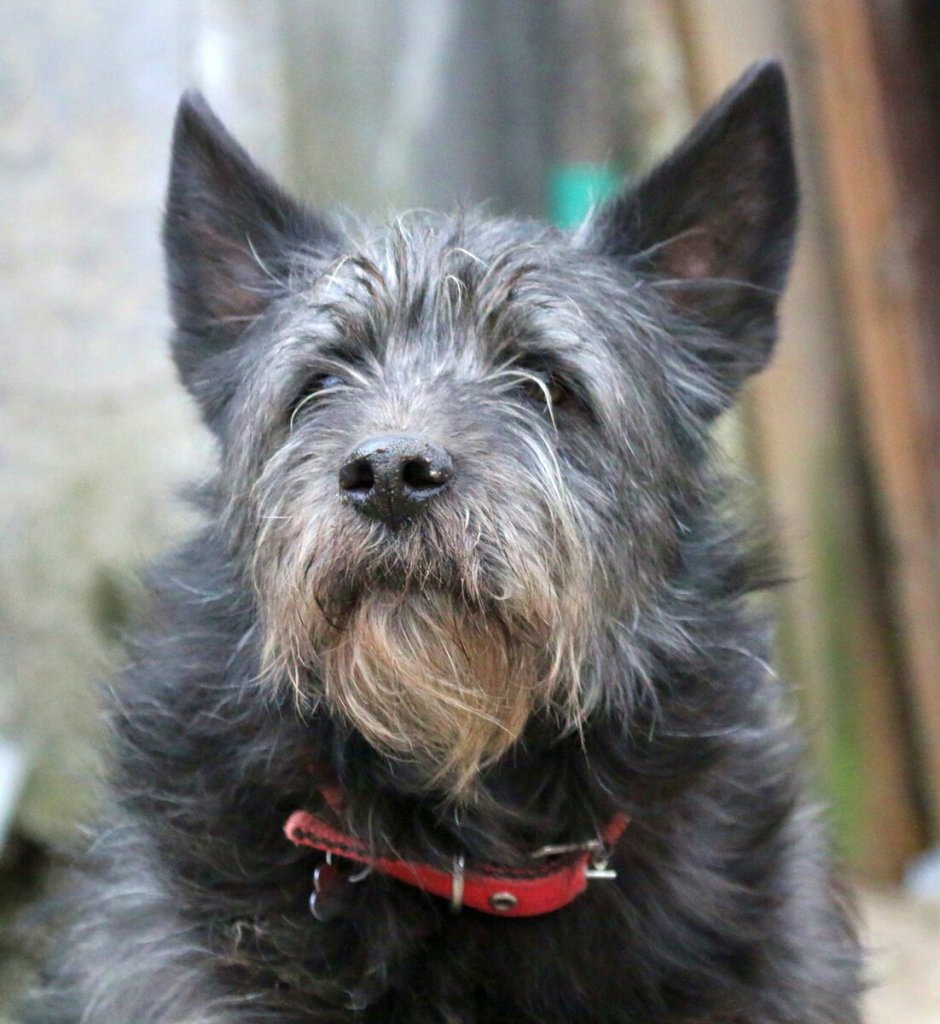 Цвергшнауцер Эстетика