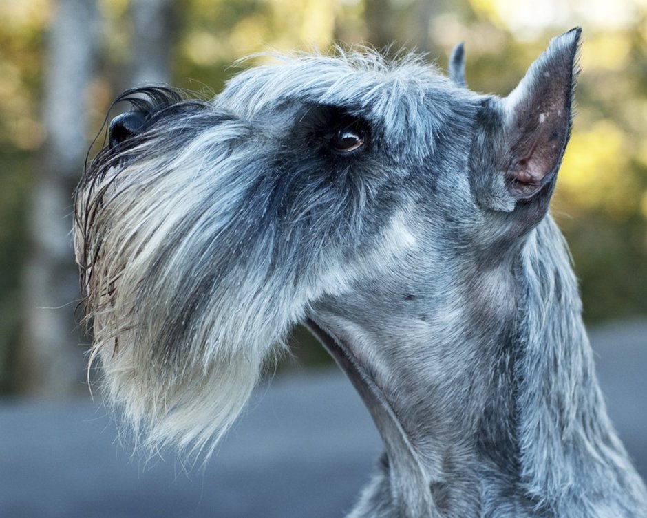 Миттельшнауцер порода