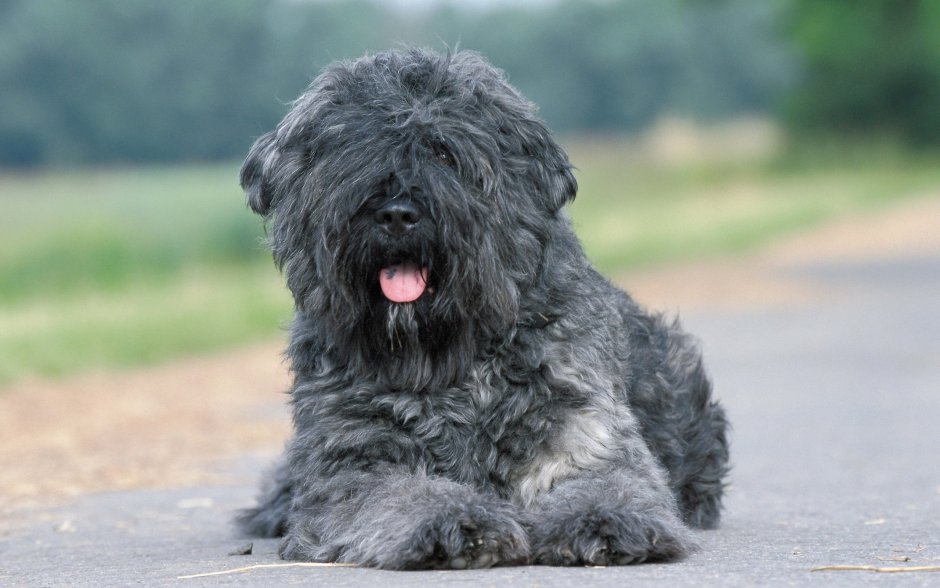 Бородатый колли