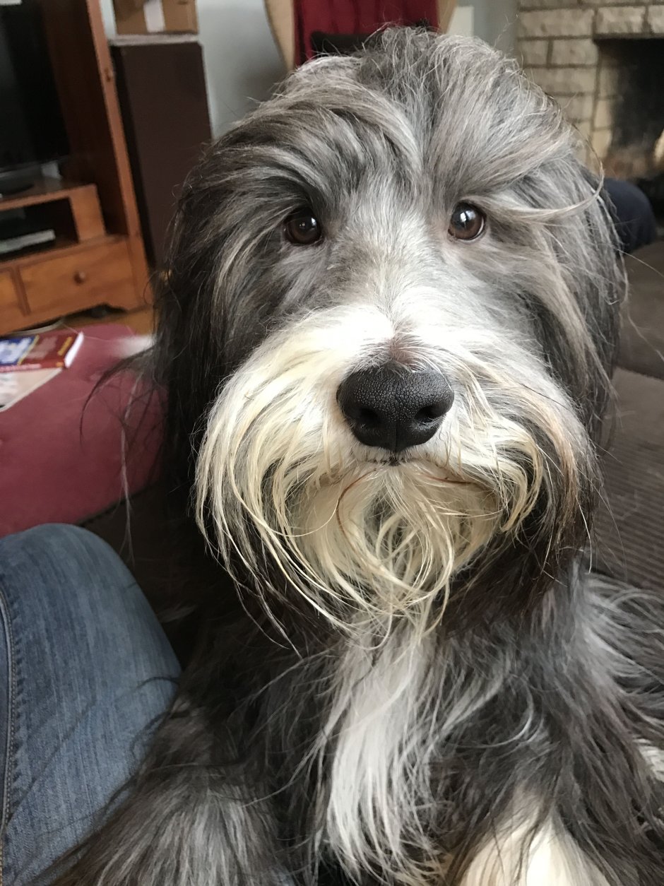 Дворняга с бородкой