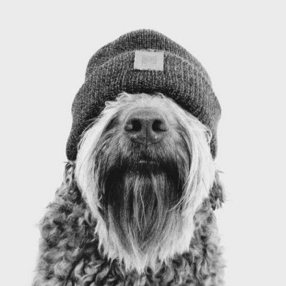 Терьер жесткошерстный бородатик