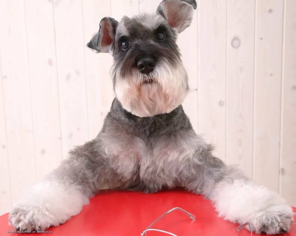 Бородатый колли