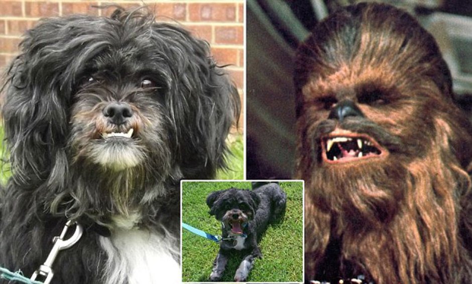 Бородатая собака порода шнауцер