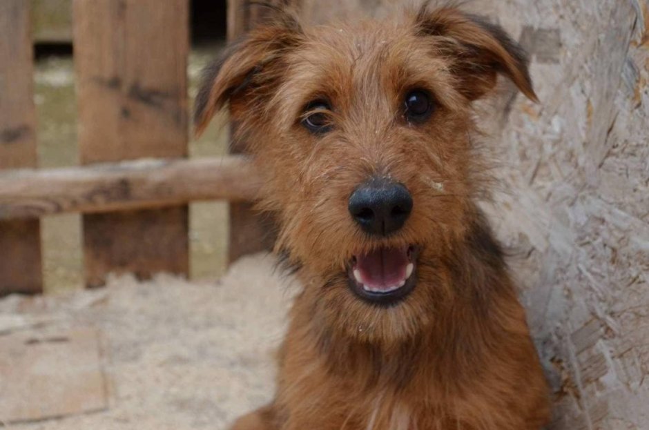 Цвергшнауцер стрижка бороды