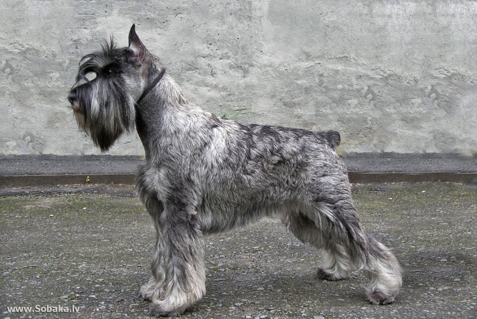 Бородатая собака терьер