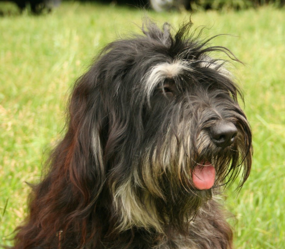 Парень в маске с питбулем