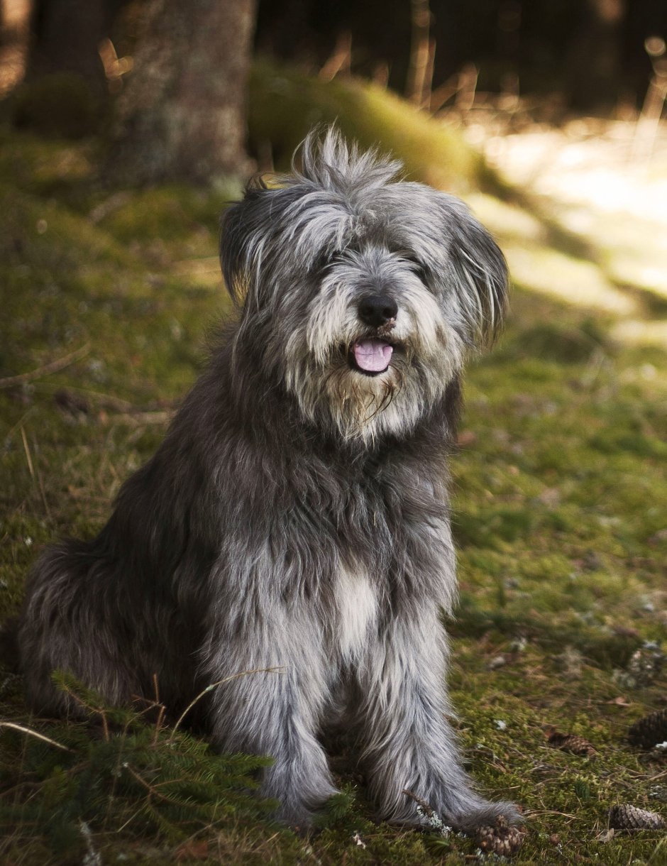 Собака с бородой