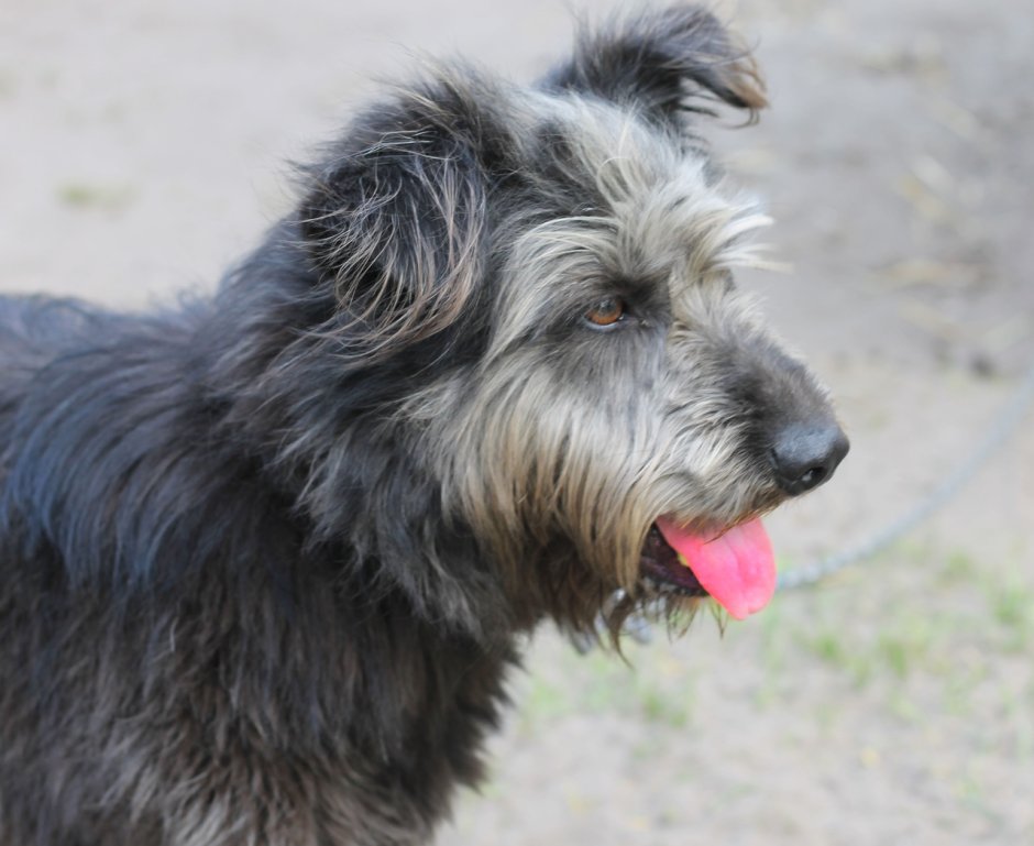 Порода кабысдох