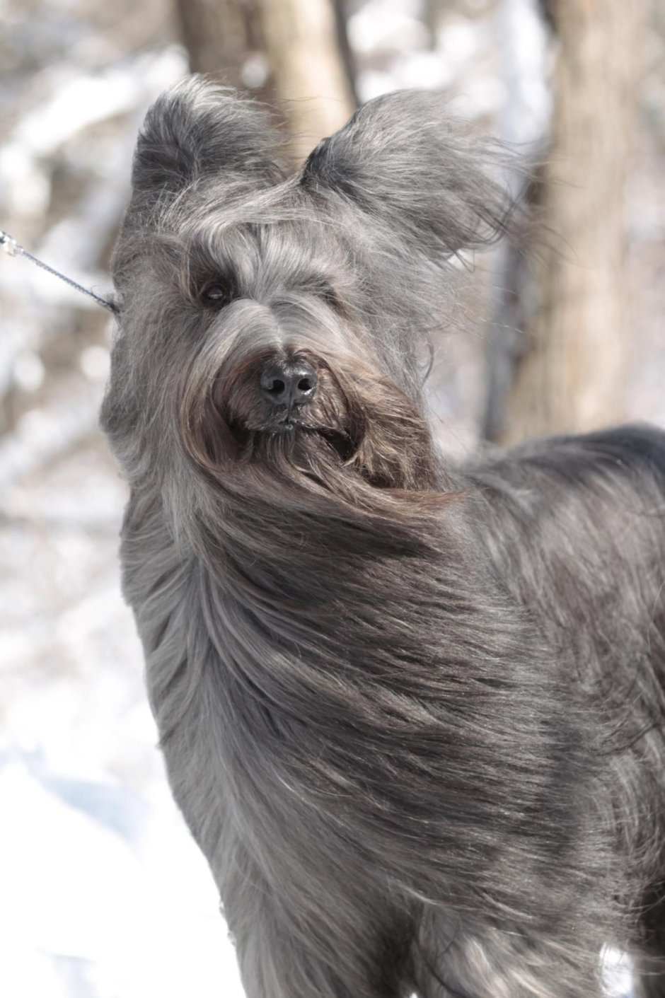 Миттельшнауцер ши Цвергшнауцер