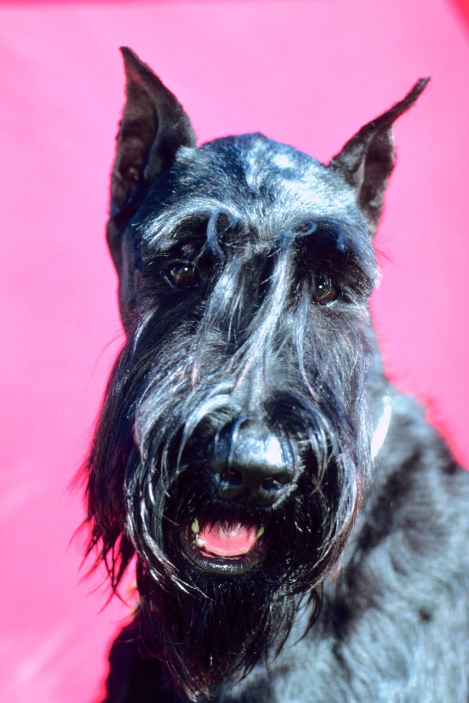 Шотландская бородатая колли