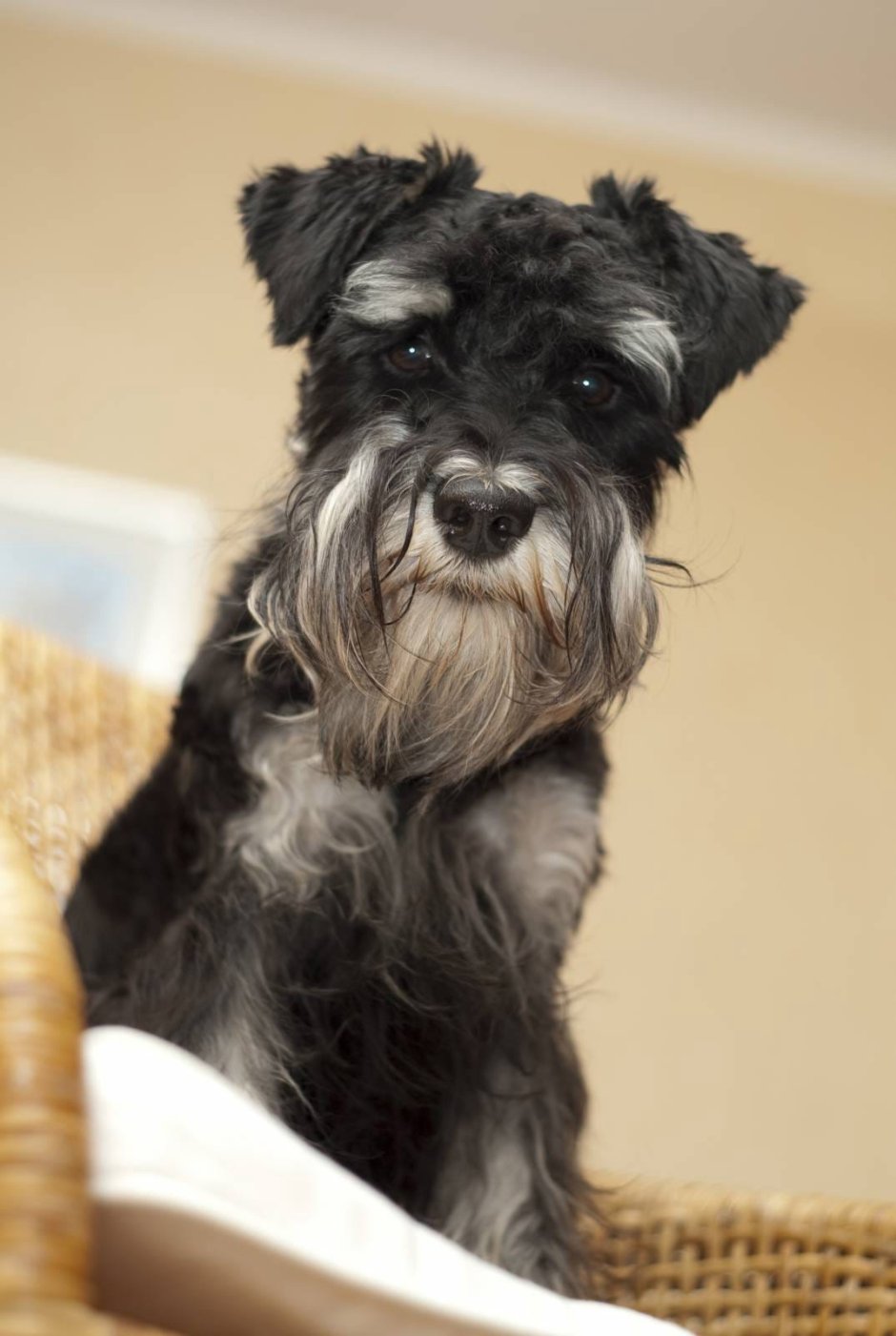 Ирландский волкодав Цвергшнауцер