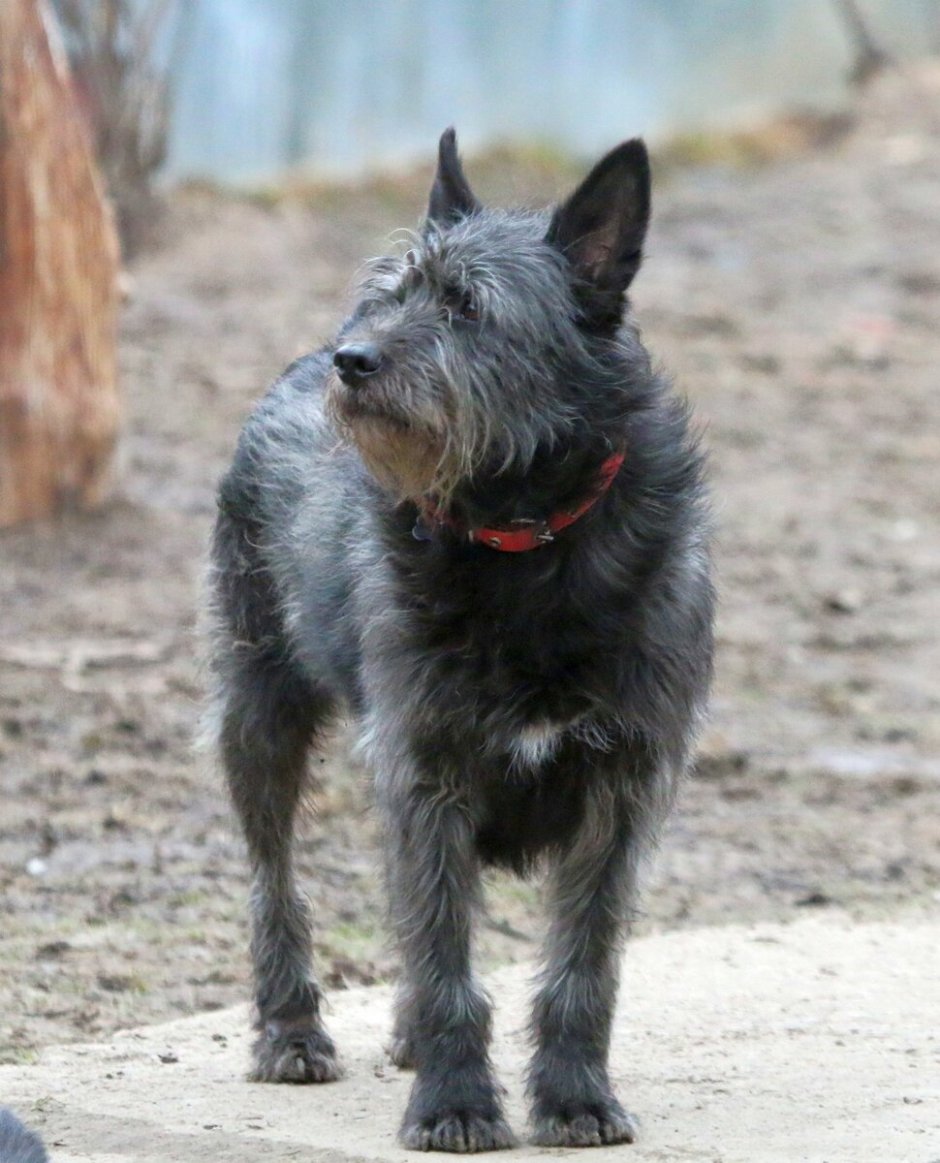 Бородатый колли