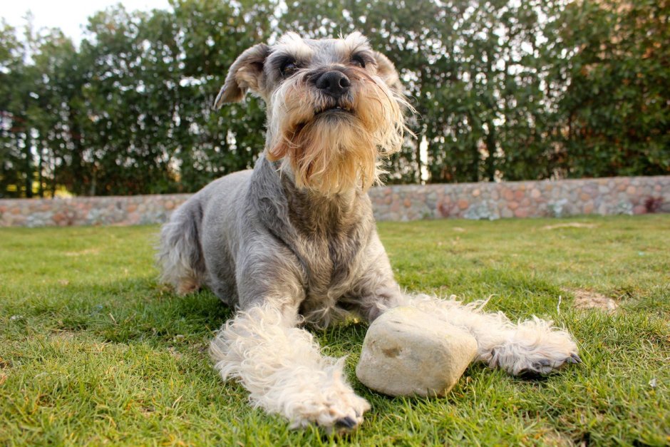 Собака на сером фоне