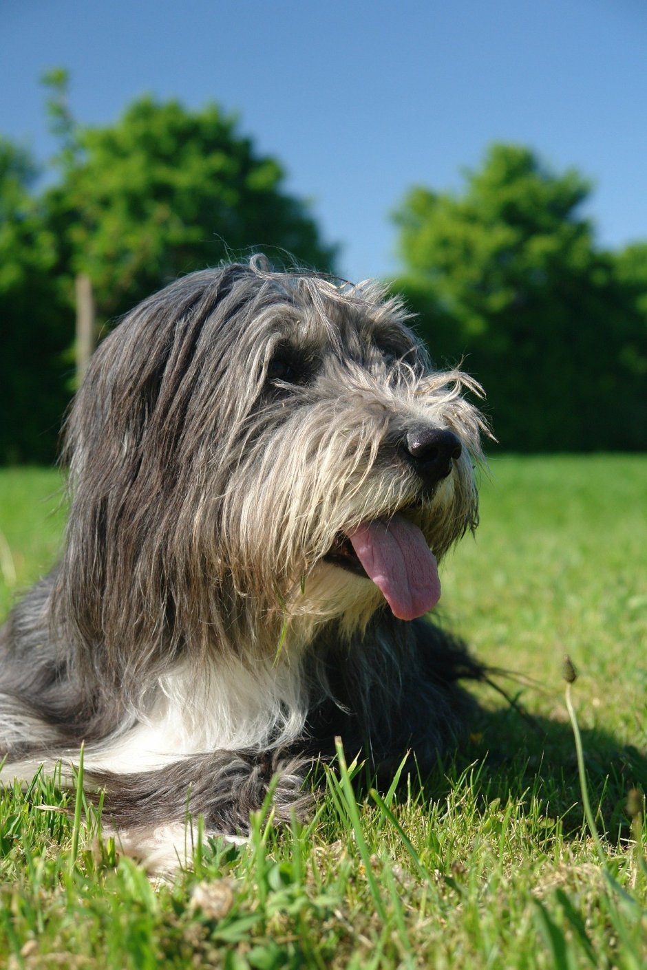 Цвейг терьер