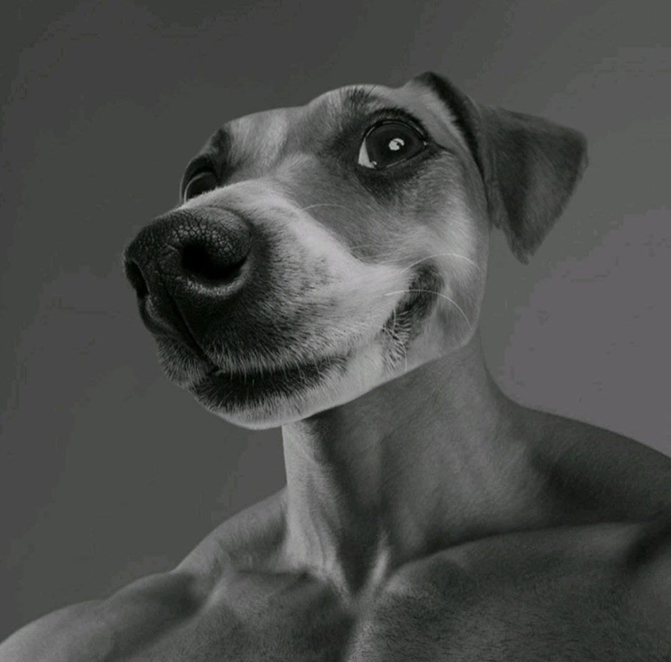 Шнауцер миттель Миттельшнауцер