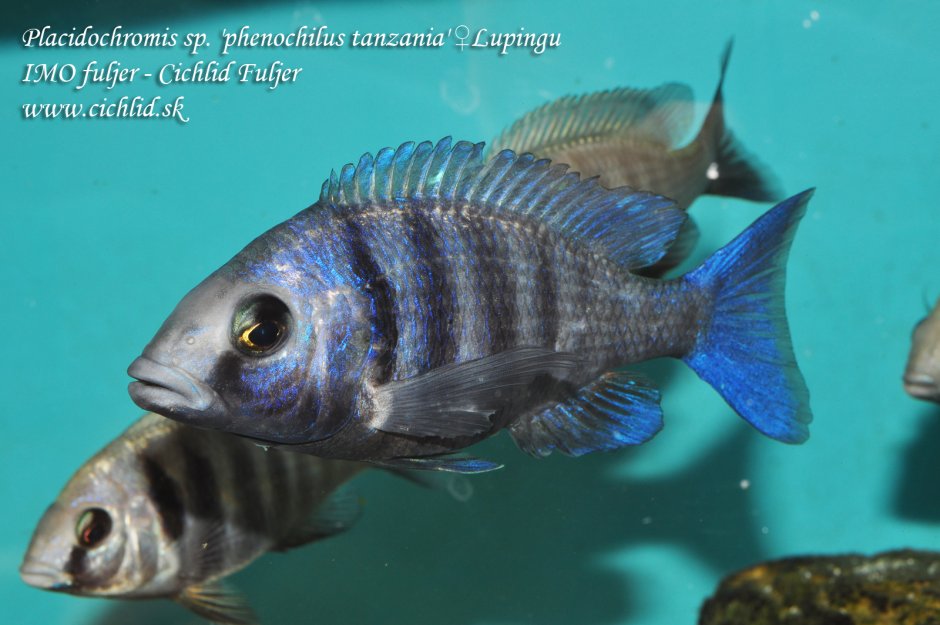 Placidochromis SP Blue Prince
