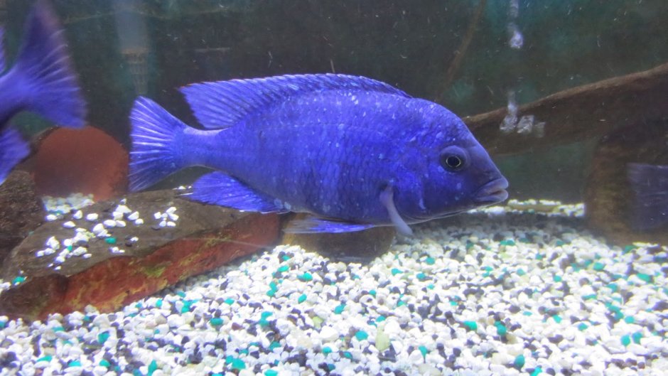 Placidochromis phenochilus Tanzania