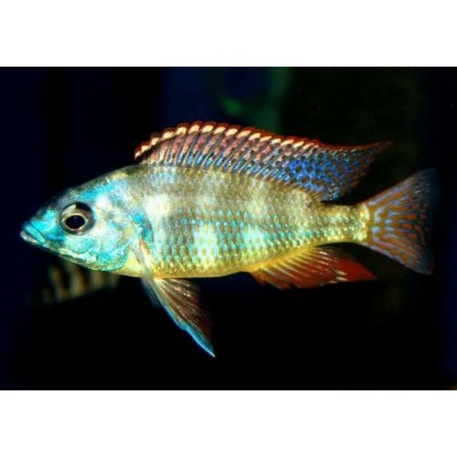 Аквариумная рыбка Cyprichromis leptosoma Utinta Fluorescent