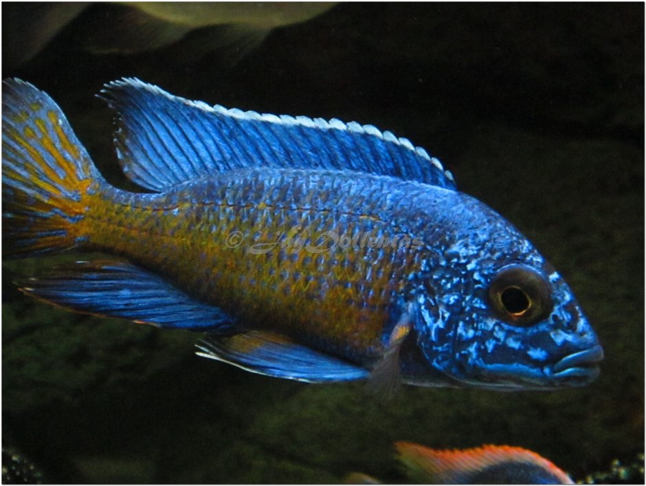 Nimbochromis fuscotaeniatus
