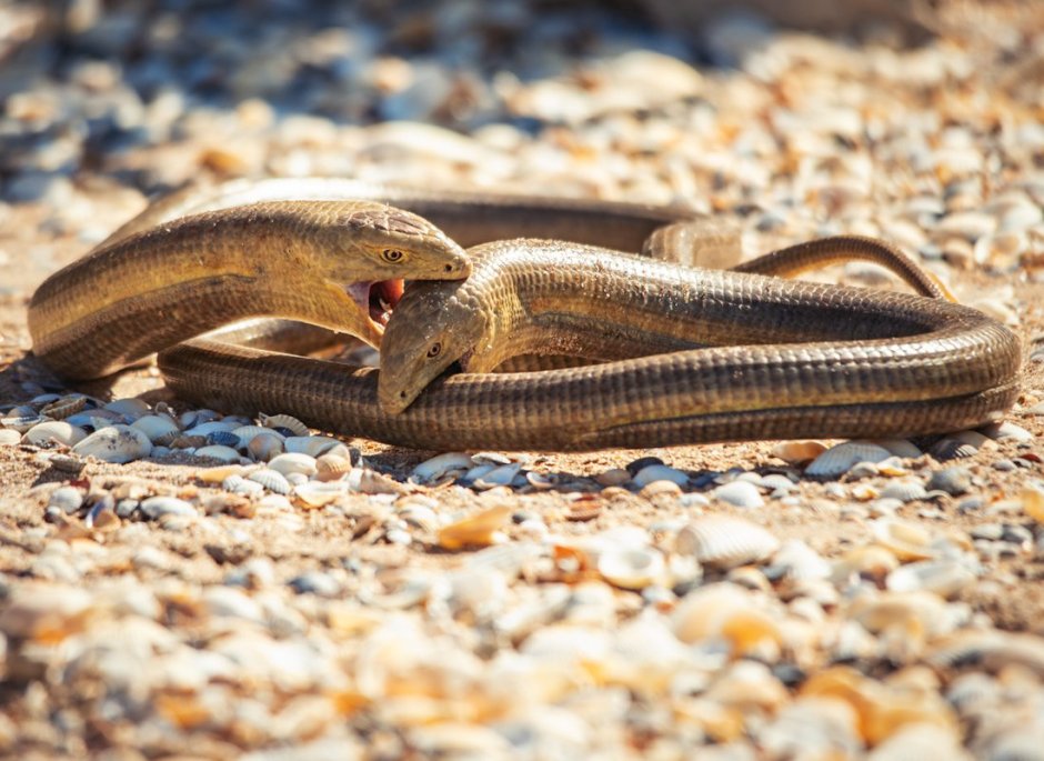 Безногая ящерица желтопузик