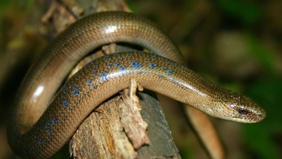 Безногая ящерица веретеница медянка