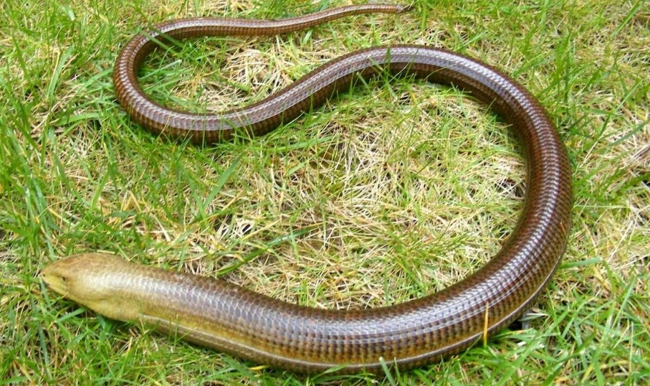 Западный трёхпалый сцинк