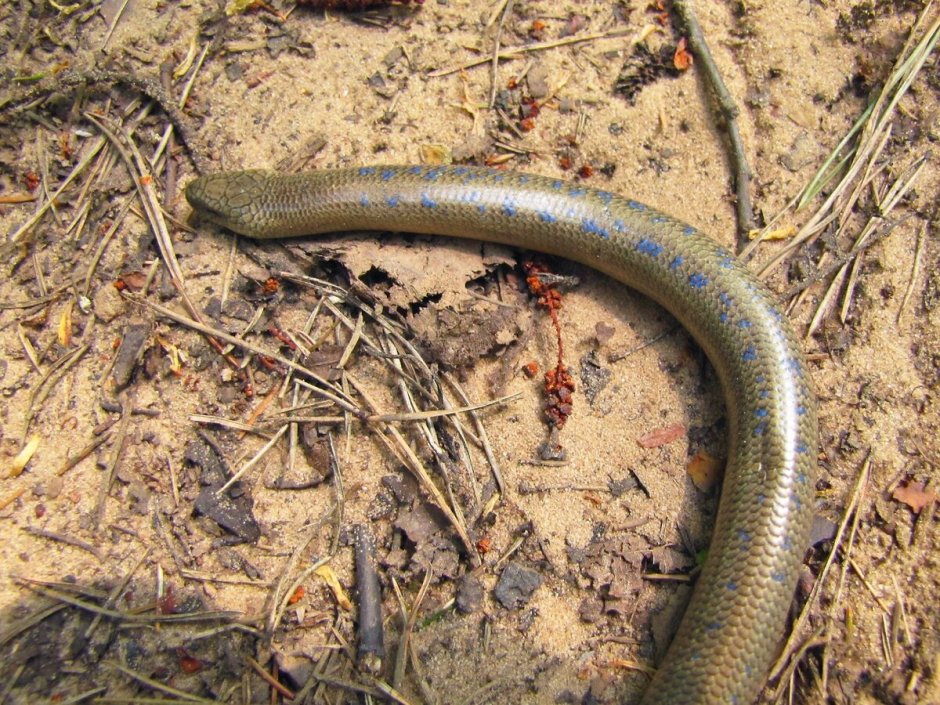 Смарагдовый сцинк